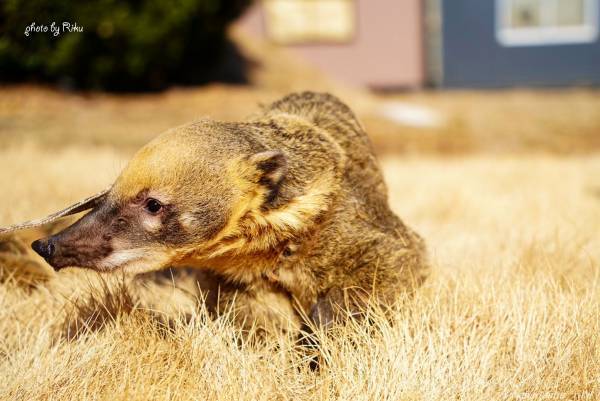 2023年7月7日～アニマルハウスユーキ初のペットフォトブック『Family Land』受注販売決定！