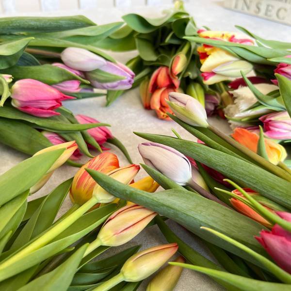 【フラワーロス救済】華道家『假屋崎省吾桜をいける！』に規格外のチューリップとガーベラを提供