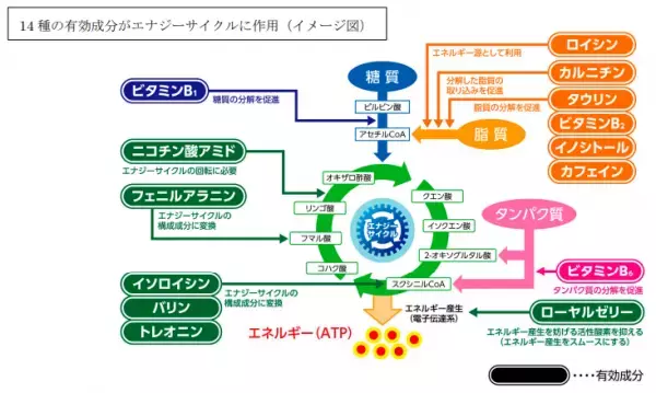 リポビタンシリーズ最多となる14種の有効成分配合 「リポビタンＤプレミアム」新発売！