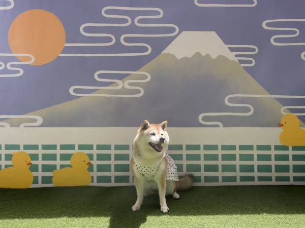 西伊豆の愛犬と泊まれる温泉旅館に2023年8月新客室が誕生！ 愛犬用ベッド完備の「ドッグフレンドリールーム」お試しプラン販売開始