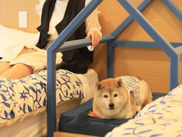 西伊豆の愛犬と泊まれる温泉旅館に2023年8月新客室が誕生！ 愛犬用ベッド完備の「ドッグフレンドリールーム」お試しプラン販売開始