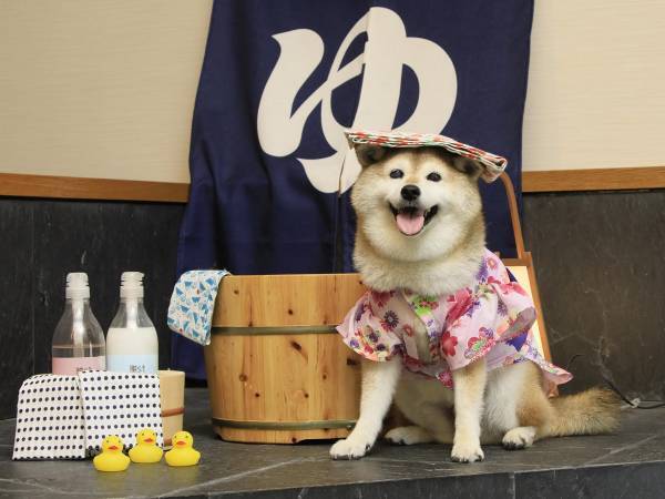 西伊豆の愛犬と泊まれる温泉旅館に2023年8月新客室が誕生！ 愛犬用ベッド完備の「ドッグフレンドリールーム」お試しプラン販売開始