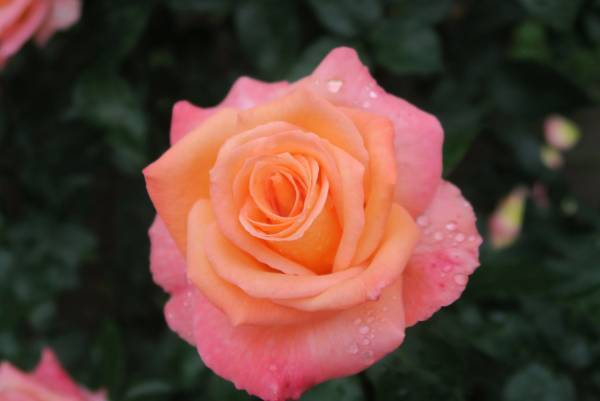 旧古河庭園「2023春のバラフェスティバル」４月28日（金）～６月30日（金）開催決定。