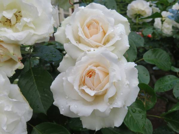 旧古河庭園「2023春のバラフェスティバル」４月28日（金）～６月30日（金）開催決定。