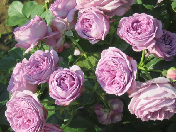 旧古河庭園「2023春のバラフェスティバル」４月28日（金）～６月30日（金）開催決定。