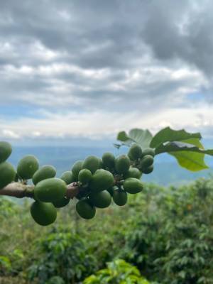 【9/25開催決定！】コロンビア産コーヒーを味わうSCAJ Preview Party