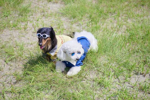 『036PETS（オーサムペッツ）』シリーズから夏の新作ペット用サングラス＆おすすめアイテムが登場