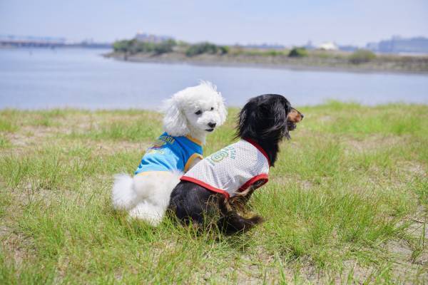 『036PETS（オーサムペッツ）』シリーズから夏の新作ペット用サングラス＆おすすめアイテムが登場