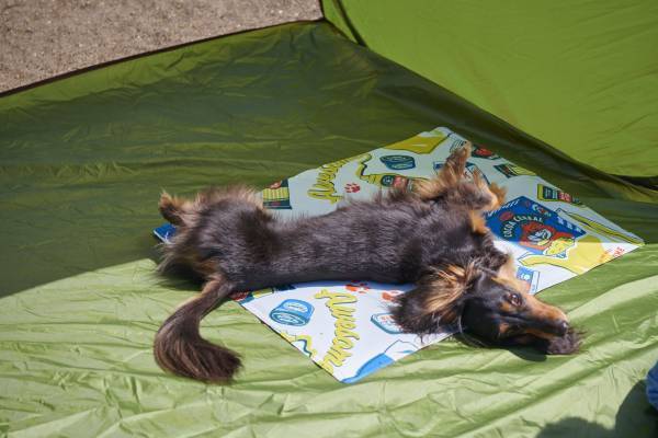 『036PETS（オーサムペッツ）』シリーズから夏の新作ペット用サングラス＆おすすめアイテムが登場