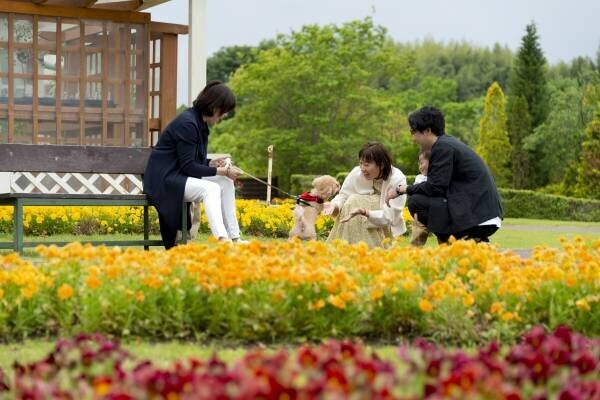 【野田・清水公園花ファンタジア】1200株のバラが最盛期を迎える