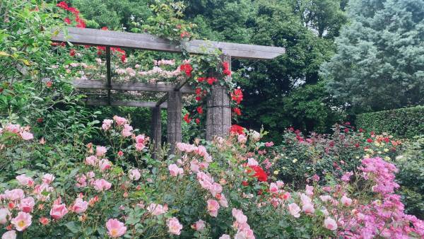 【野田・清水公園花ファンタジア】1200株のバラが最盛期を迎える