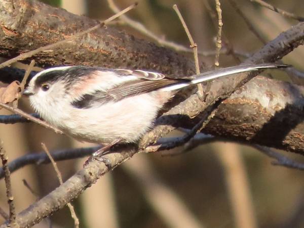 【小山田緑地】2月18日 （土）「里山カレッジ講座 野鳥観察会」を開催します！