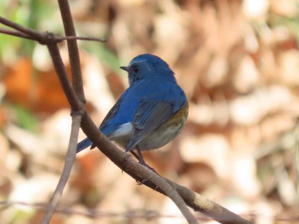 【小山田緑地】2月18日 （土）「里山カレッジ講座 野鳥観察会」を開催します！