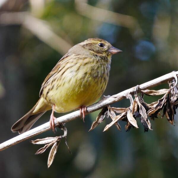 【小山田緑地】2月18日 （土）「里山カレッジ講座 野鳥観察会」を開催します！