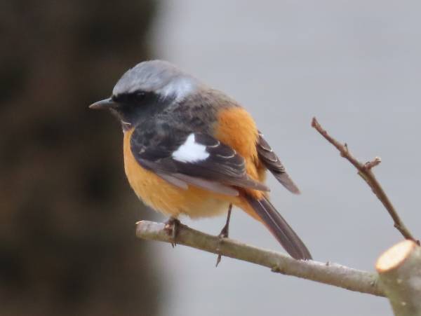 【小山田緑地】2月18日 （土）「里山カレッジ講座 野鳥観察会」を開催します！