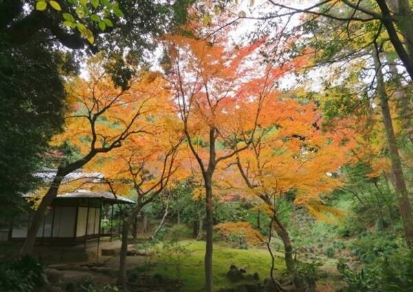 【旧古河庭園】11/11～12/３開催　紅葉とバラ、和と洋の秋