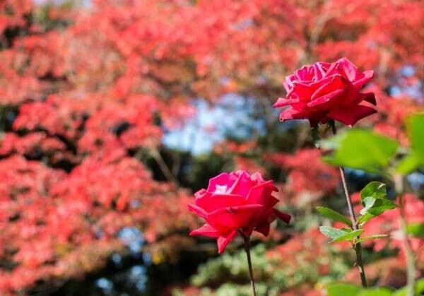 【旧古河庭園】11/11～12/３開催　紅葉とバラ、和と洋の秋