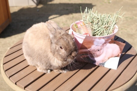 のじまスコーラ『ウサギさんウィーク』2月27日より期間限定で開催 ～ 3月3日「ウサギの日」に合わせ、ウサギとふれあうイベントが盛りだくさん ～