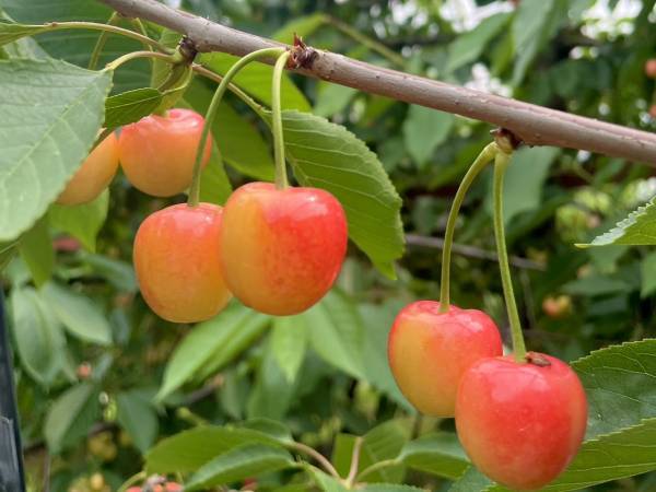 【カープ 九里亜蓮投手】進化を遂げた投球術に迫る！