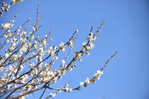 小石川後楽園　「よくわかる！梅講座」2月19日（日）11時半～、13時半～開催！