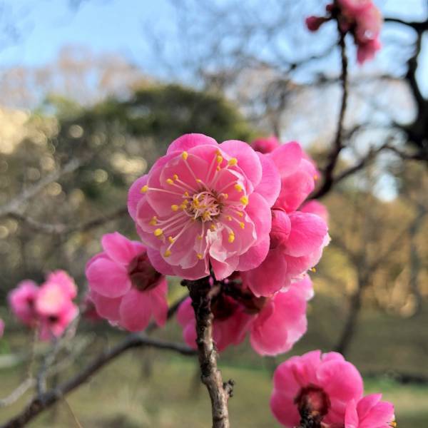 小石川後楽園　「よくわかる！梅講座」2月19日（日）11時半～、13時半～開催！
