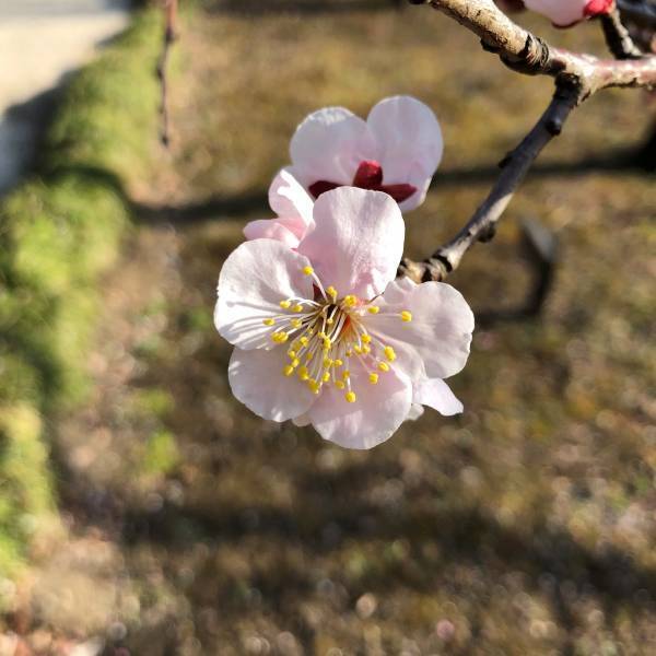 小石川後楽園　「よくわかる！梅講座」2月19日（日）11時半～、13時半～開催！