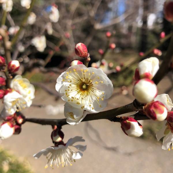 小石川後楽園　「よくわかる！梅講座」2月19日（日）11時半～、13時半～開催！