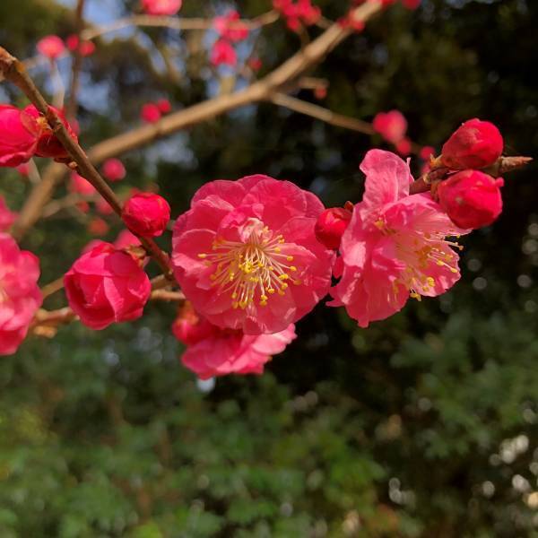小石川後楽園　「よくわかる！梅講座」2月19日（日）11時半～、13時半～開催！