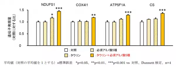 タウリンと必須アミノ酸5種の組み合わせが疲労回復へと繋がる効果を発揮