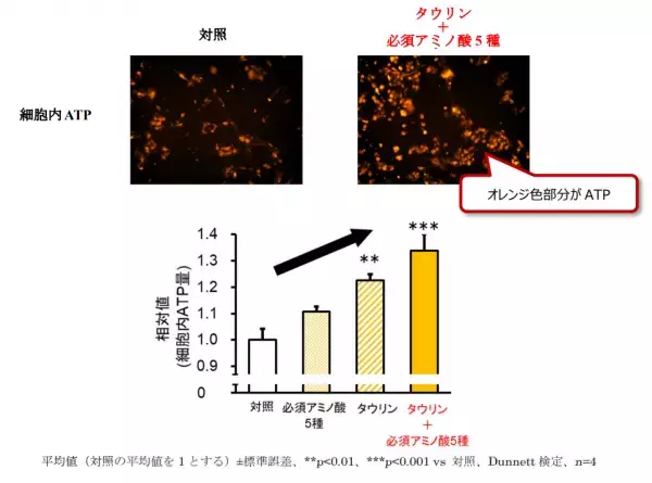 タウリンと必須アミノ酸5種の組み合わせが疲労回復へと繋がる効果を発揮