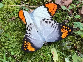 屋久島町立小瀬田小学校とツマベニチョウ交換会