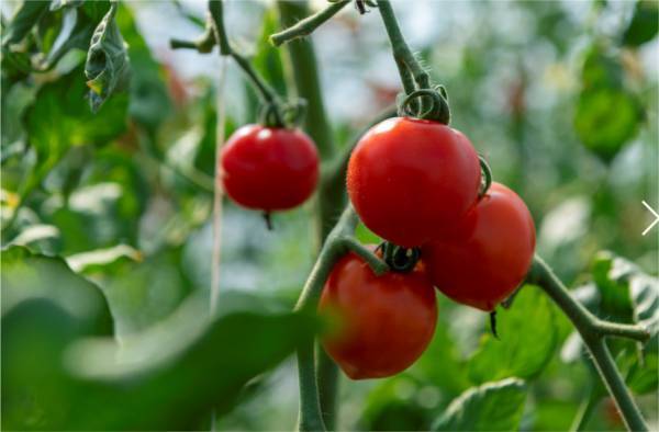 ８番らーめん　発売10年目の「野菜トマトらーめん」 9月１日から期間限定で販売！