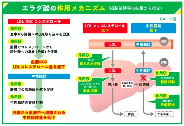 「コレス＆ミドルケア　さらっとおいしい青汁」 「コレス＆ミドルケア　タブレット（粒タイプ）」