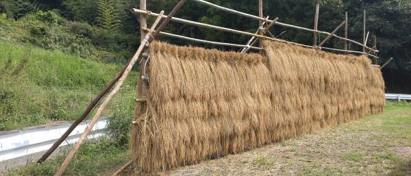 「上籾棚田テラス 籾庵」の最新情報 vol.12　新米の季節到来！上籾棚田で収穫された新米を10月6日（金）より期間限定で販売