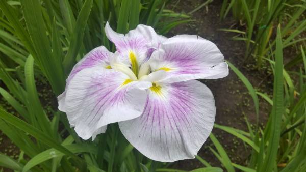 小石川後楽園「ハナショウブ見ごろ入り」