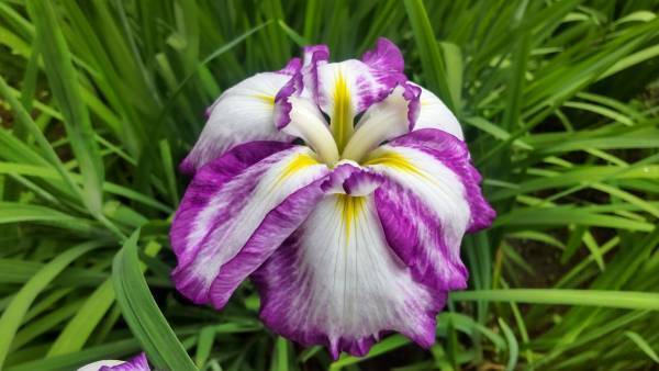 小石川後楽園「ハナショウブ見ごろ入り」