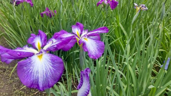 小石川後楽園「ハナショウブ見ごろ入り」