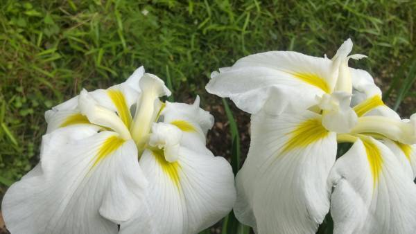 小石川後楽園「ハナショウブ見ごろ入り」