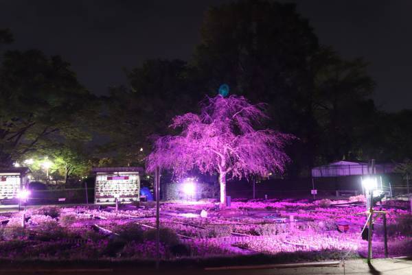 【花と光のムーブメント】サクラソウの特別公開は4/17まで！「浮間公園×チューリップ」開催中！