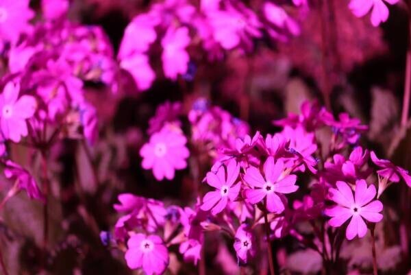 【花と光のムーブメント】サクラソウの特別公開は4/17まで！「浮間公園×チューリップ」開催中！