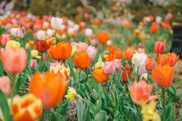【花と光のムーブメント】サクラソウの特別公開は4/17まで！「浮間公園×チューリップ」開催中！