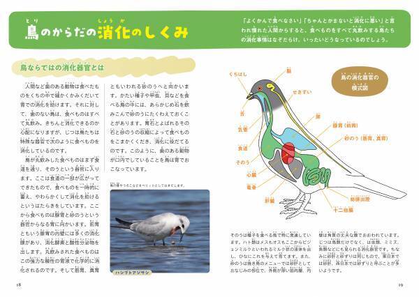 あの鳥、なにを食べているの？　鳥たちの謎多き食卓事情にせまる！『鳥の食べもの＆とり方・食べ方図鑑』が4月4日に発売。