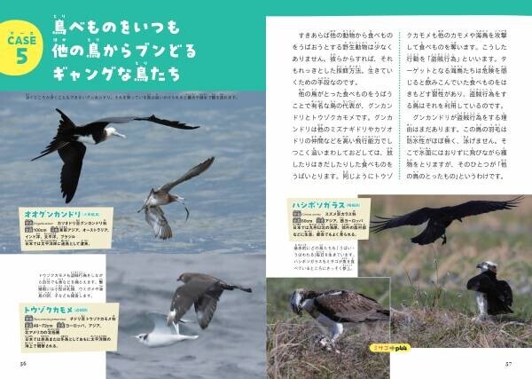あの鳥、なにを食べているの？　鳥たちの謎多き食卓事情にせまる！『鳥の食べもの＆とり方・食べ方図鑑』が4月4日に発売。