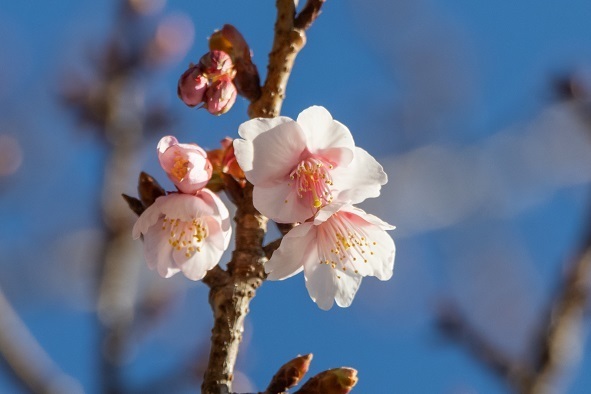 【茨城県日立市】日立市固有種「日立紅寒桜」が開花中！