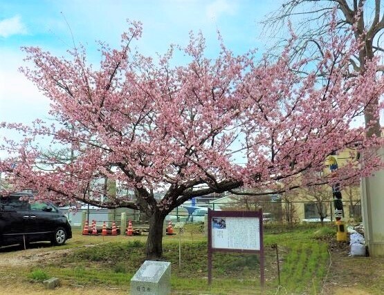 【茨城県日立市】日立市固有種「日立紅寒桜」が開花中！