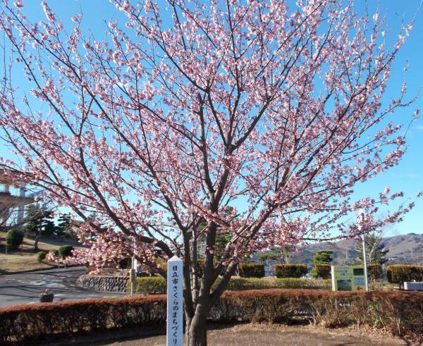 【茨城県日立市】日立市固有種「日立紅寒桜」が開花中！