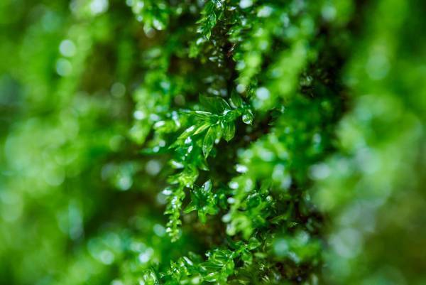 【奥入瀬渓流ホテル】雨にきらめく奥入瀬渓流で、自然の幻想的な美しさを味わう「奥入瀬雨さんぽ」新登場｜提供期間：2023年6月1日〜30日