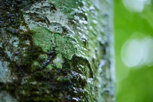 【奥入瀬渓流ホテル】雨にきらめく奥入瀬渓流で、自然の幻想的な美しさを味わう「奥入瀬雨さんぽ」新登場｜提供期間：2023年6月1日〜30日