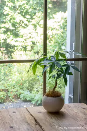 こころに残るトキのプラットフォーム『GOOPASS』×花と共にある明るく豊かな暮らしと文化を創造する『ジャパン・フラワー・コーポレーション』 コラボ企画第一弾『お花とカメラで彩る体験』提供開始