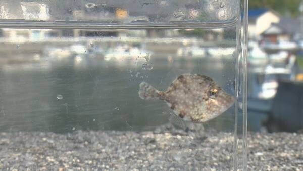 瀬戸内海 ”赤ちゃん”魚たちの生き抜く知恵を解き明かす！お魚界注目の鈴木香里武さんと